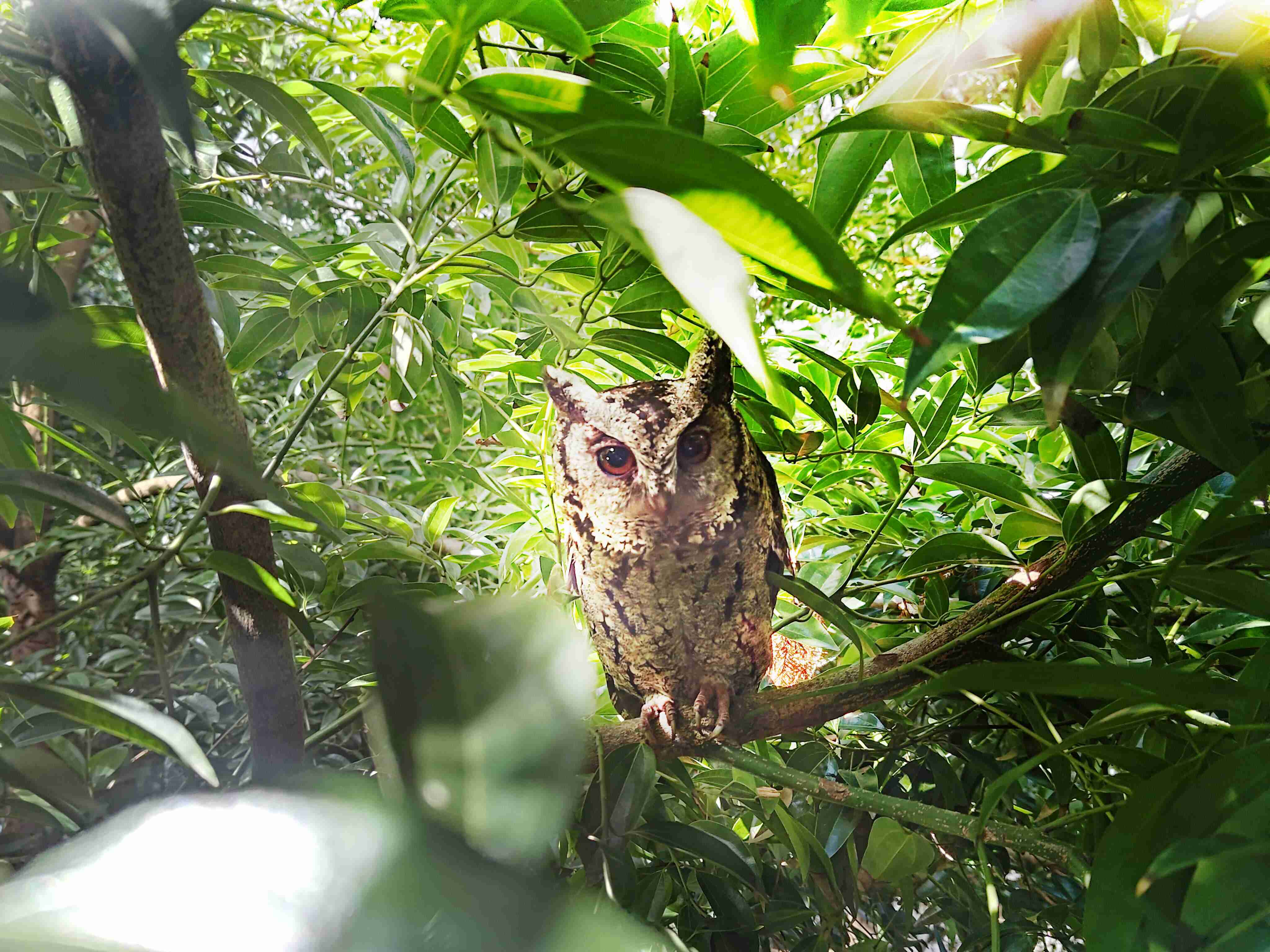 JDB电子致力提倡净零绿生活，，，16年以来在全球各厂区植树逾百万棵，，，造就各厂区树木蔚然成林，，，犹如森林工厂，，，，成为许多生物的栖息地